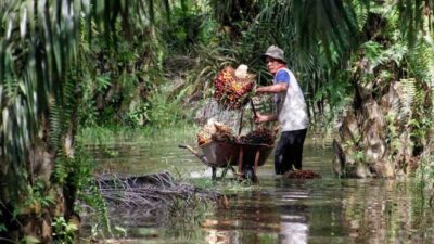 Aturan yang Tidak Sinkron Mengancam Kinerja Sawit yang Menjadi Tulang Punggung Ekonomi RI