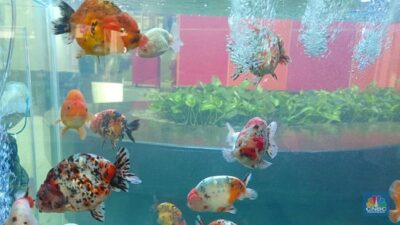 Menakjubkan! Singapura memiliki sebuah perairan kecil yang menjadi surga bagi ikan-ikan hias.