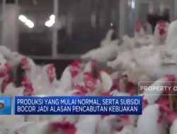 Serangan Warga Malaysia Terjadi Setelah Pencabutan Subsidi Ayam