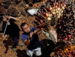 Petani dan Bos Sawit Setuju Untuk Mendukung Capres dengan Dana 20 Juta