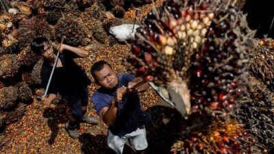 Petani dan Bos Sawit Setuju Untuk Mendukung Capres dengan Dana 20 Juta