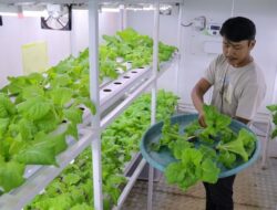 Metode Container Farming: Inovasi dalam Budidaya Sayur