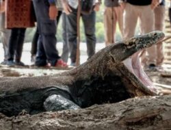 Kebun Binatang Surabaya Kini Bangga Berhasil Membangkitkan Populasi Komodo, Mendapat Pujian dari Warga Jatim