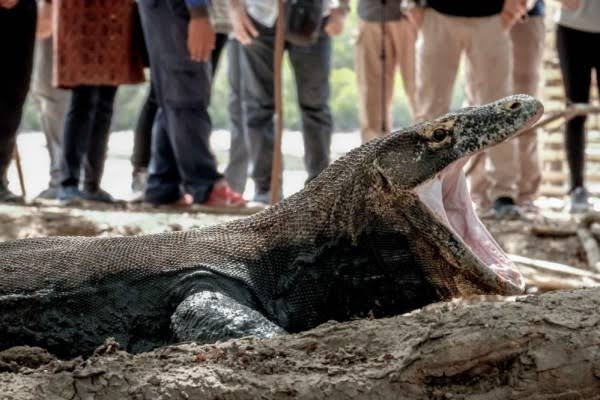 Kebun Binatang Surabaya Kini Bangga Berhasil Membangkitkan Populasi Komodo, Mendapat Pujian dari Warga Jatim