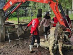 Petani di Negara Tetangga RI Membantai 125 Buaya Langka karena Alasan Ini