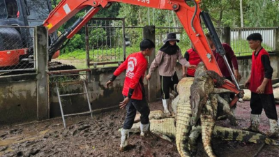 Petani di Negara Tetangga RI Membantai 125 Buaya Langka karena Alasan Ini