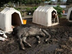 Krisis Lingkungan: Ribuan Properti Rusak, Sapi-Sapi Mati